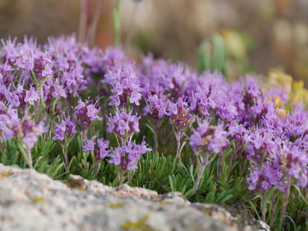 <h3>Thymus&nbsp;serpyllum / Wild&nbsp;thyme / Kleine&nbsp;tijm</h3>OM-1 Mark II met OLYMPUS M.150-400mm F4.5, 1/2000 sec  bij F4.5, ISO 1250, afstand 2.23&nbsp;m